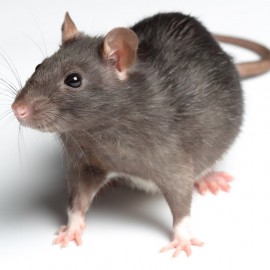 Rat pest control