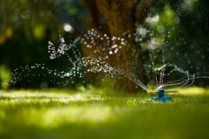 Garden Water Saving
