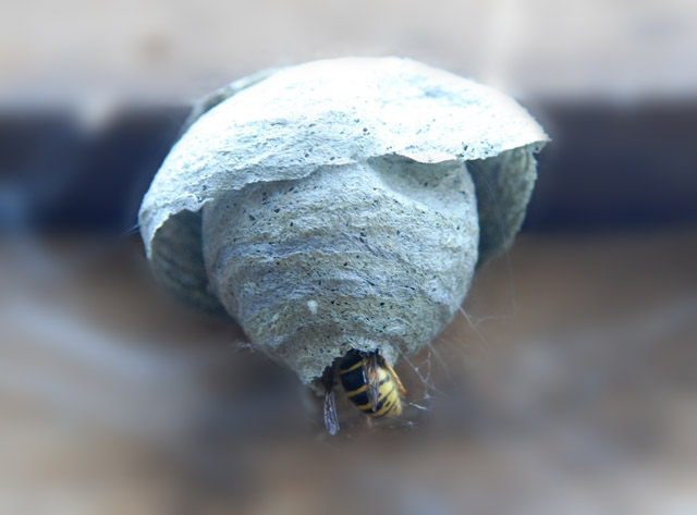 Wasp-Nest.jpg