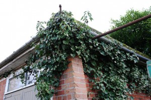 Ivy on building