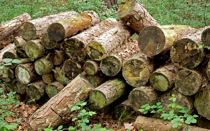 ENVIRONMENTALLY FRIENDLY GARDENING Wood Pile