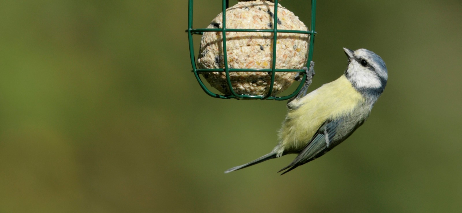 Environmentally Friendly Gardening Bird Feeder