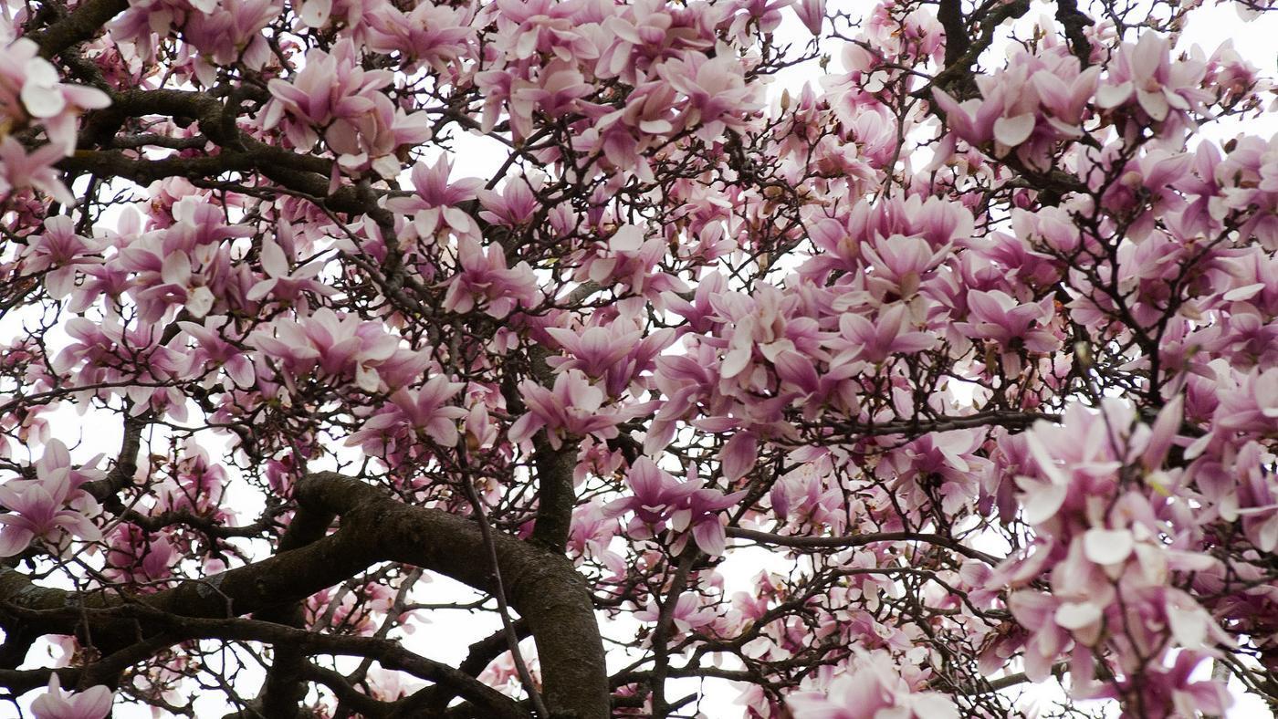 Environmentally friendly gardening tree