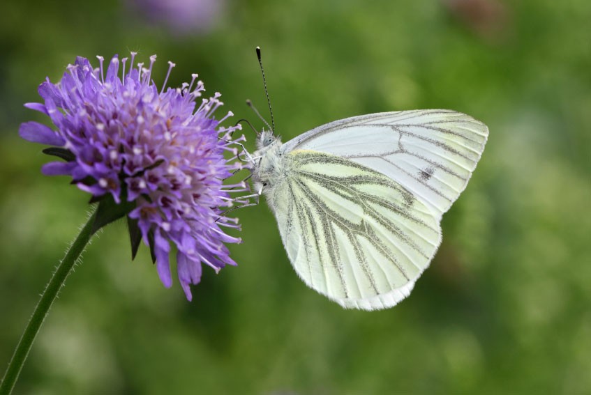 Environmentally-Friendly-Gardening-butterfly