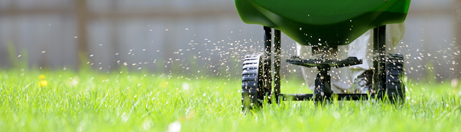 lawn care and grass seed