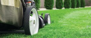 Protect your lawns from Summer heat