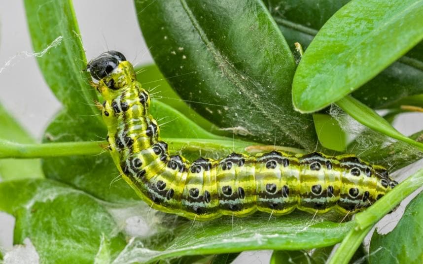 How to keep away harmful garden pests? - ProTech Property Solutions