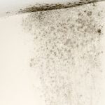 Mould: A Comprehensive Guide