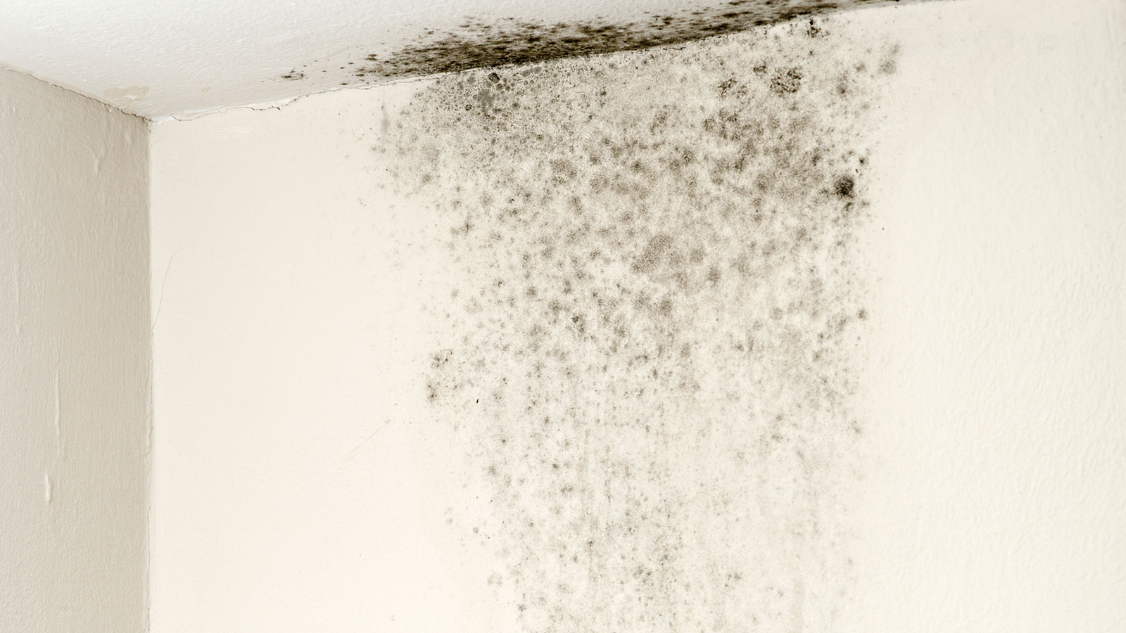 Mould: Impact and Solutions