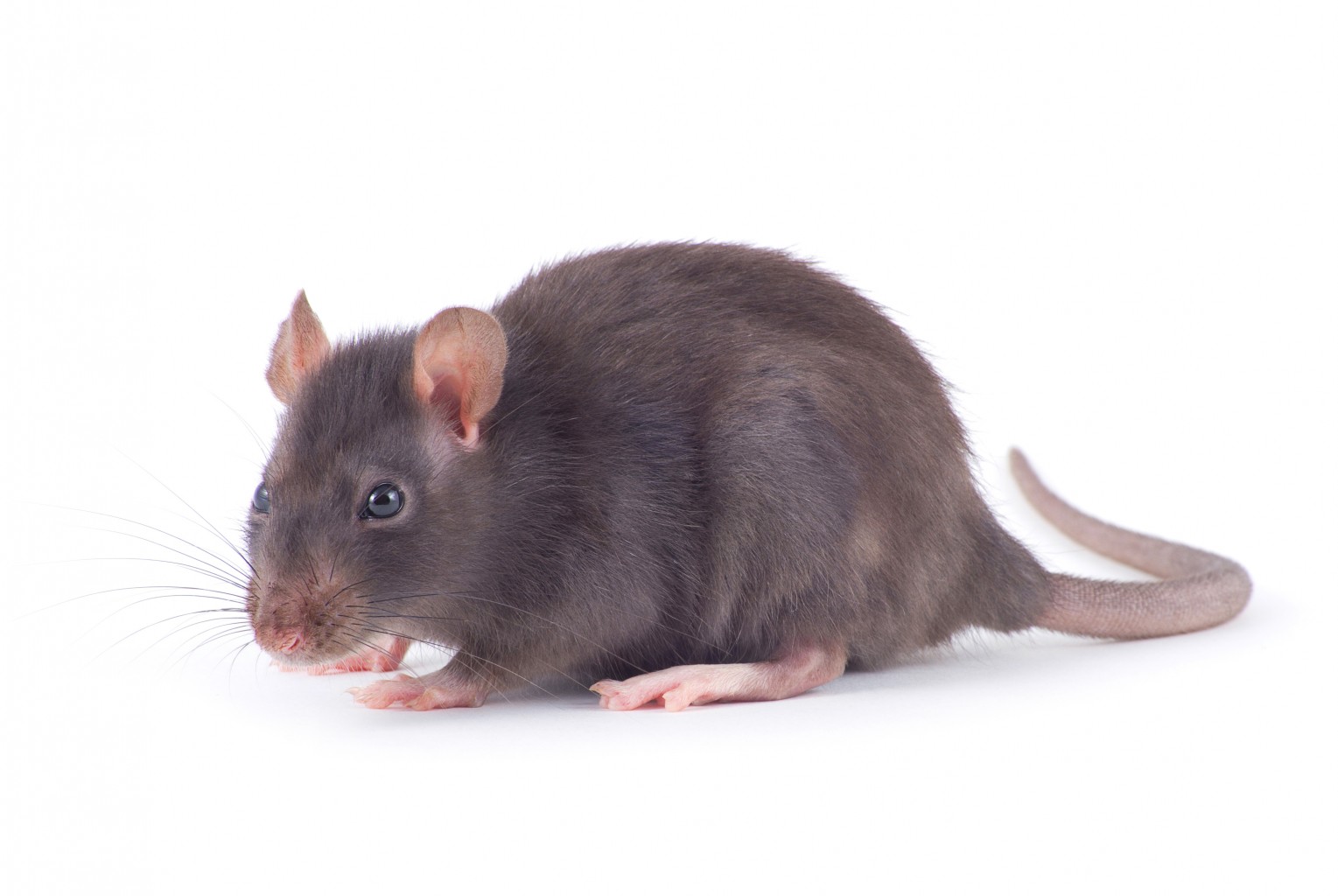 Rats and Dirty Bins